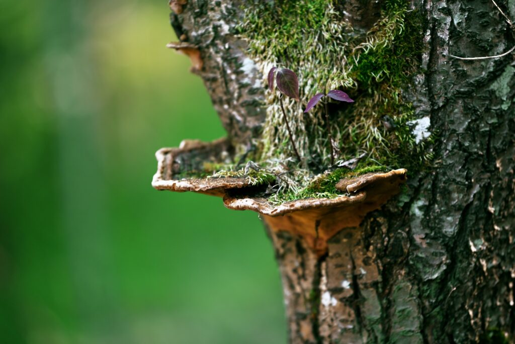 Stubbenfräsen & Wurzelstockentfernung